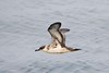 Jeff Slovin > Greater Shearwater