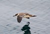 Jeff Slovin > Greater Shearwater