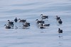 Jeff Slovin > Greater Shearwater flock