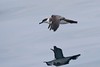 Jeff Slovin > Greater Shearwater