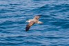 Jeff Slovin > Cory's Shearwater