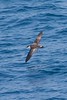 Jeff Slovin > Greater Shearwater