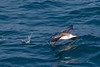 Jeff Slovin > Greater Shearwater taking off