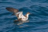 Jeff Slovin > Greater Shearwater