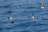 Jeff Slovin > 1 Sooty, 1 Cory's, and 6 Greater Shearwaters